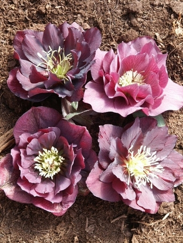 Image of Helleborus x hybridus PDN Double Violet 2 QT|Juniper Level Botanic Gdn, NC|JLBG