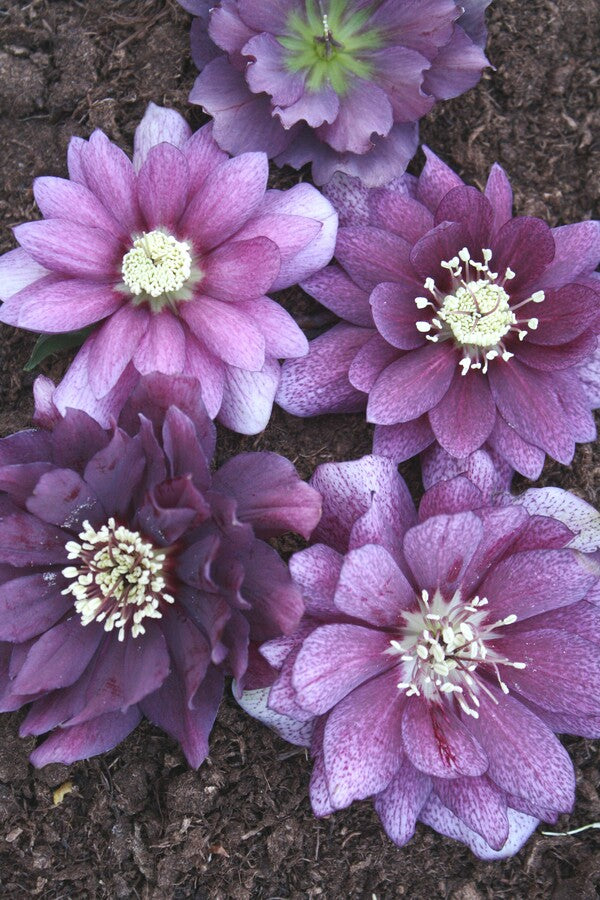 Image of Helleborus x hybridus PDN Double Violet 2 QT|Juniper Level Botanic Gdn, NC|JLBG