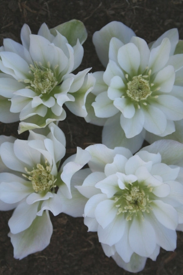 Image of Helleborus x hybridus PDN Double White 2 QT|Juniper Level Botanic Gdn, NC|JLBG