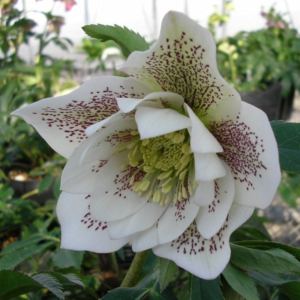 Image of Helleborus x hybridus PDN Double White w/Spots 2 QT|Pine Knot Farms, VA|Pine Knot Farms