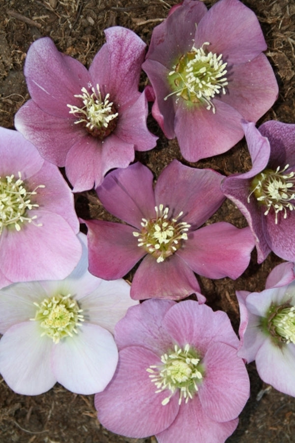 Image of Helleborus x hybridus PDN Pink 2 QT|Juniper Level Botanic Gdn, NC|JLBG