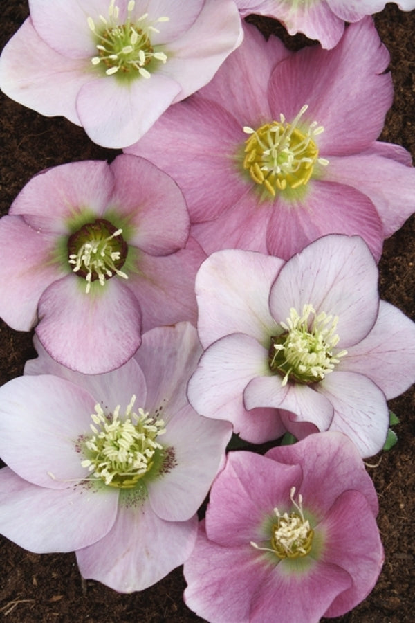 Image of Helleborus x hybridus PDN Pink 2 QT|Juniper Level Botanic Gdn, NC|JLBG