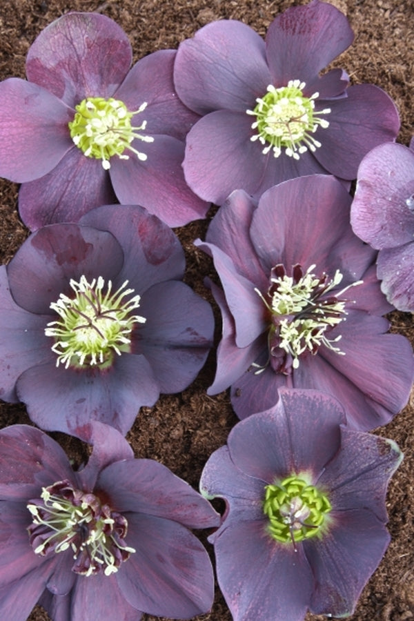 Image of Helleborus x hybridus PDN Purple 2 QT|Juniper Level Botanic Gdn, NC|JLBG