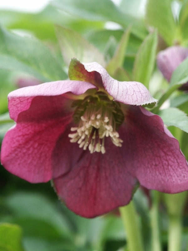 Image of Helleborus x hybridus PDN Violet 2 QT|Sauls Road|