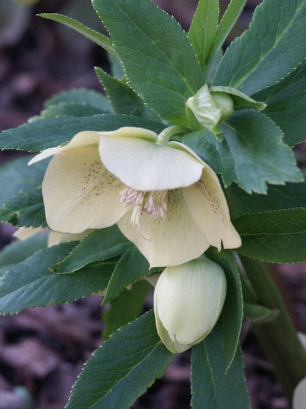 Image of Helleborus x hybridus PDN Yellow 2 QT|Juniper Level Botanic Gdn, NC|JLBG