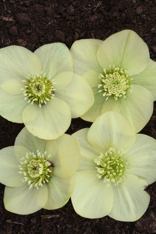 Image of Helleborus x hybridus PDN Yellow 2 QT|Juniper Level Botanic Gdn, NC|JLBG