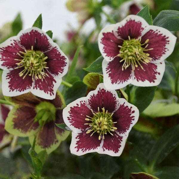 Image of Helleborus x hybridus 'Romantic Getaway' by Walters Gardens