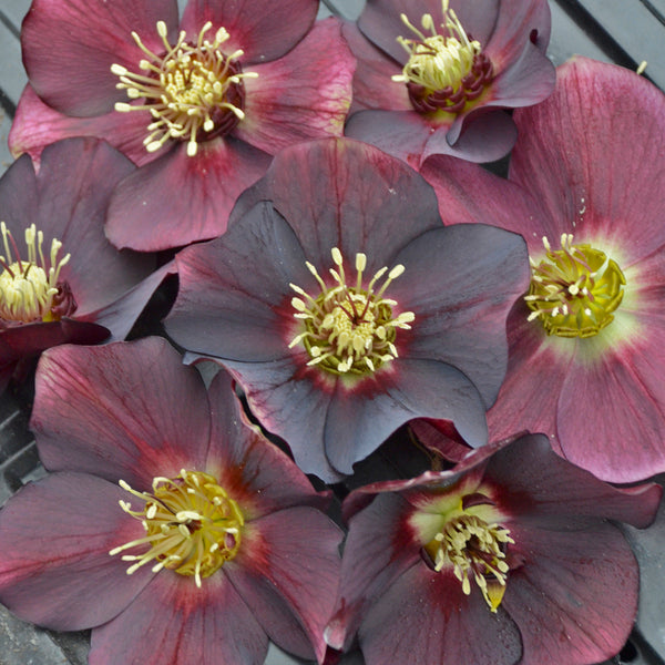 Image of Helleborus x hybridus 'Rome in Red' by Walters Gardens