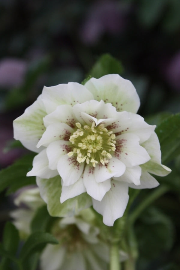 Image of Helleborus x hybridus 'Swirling Skirts' Strain|Juniper Level Botanic Gdn, NC|JLBG