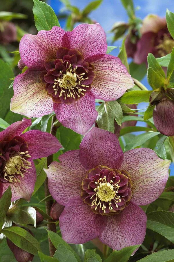 Image of Helleborus x hybridus 'Tutu'||Bartels Stek