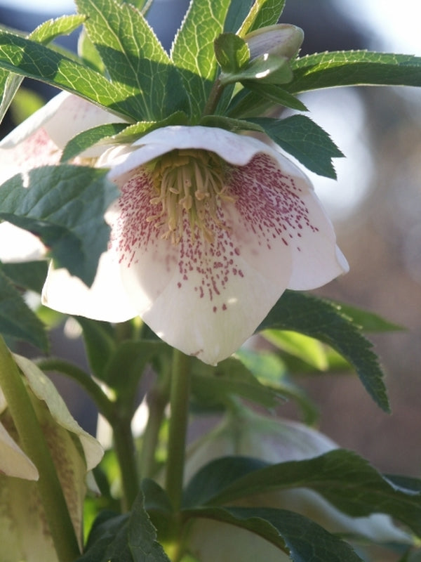 Image of Helleborus x hybridus White w/Red Spots 2 QT|Sauls Road|