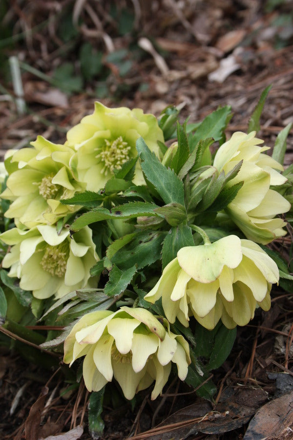 Image of Helleborus x hybridus Winter Delights Double Yellow||