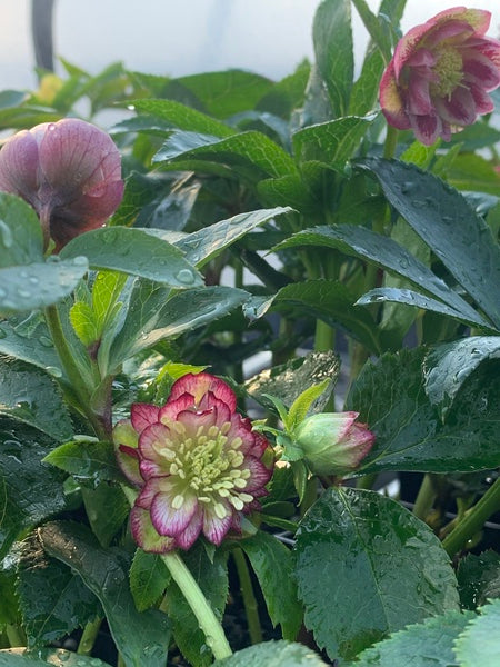 Image of Helleborus x hybridus Winter Delights Mini|Juniper Level Botanic Gdn, NC|C. Hardison
