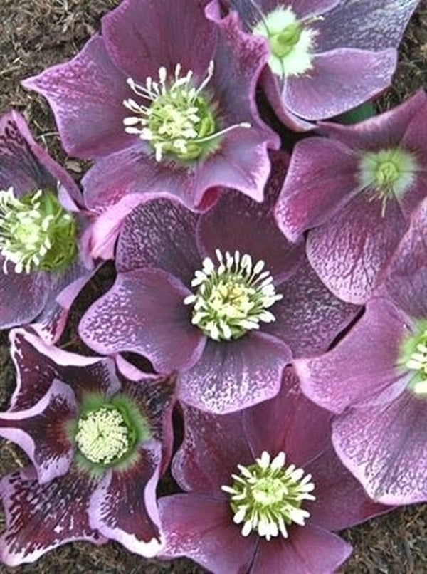 Image of Helleborus x hybridus 'Winter Delights Purple w/Pink Edge'taken at Juniper Level Botanic Gdn, NC by JLBG