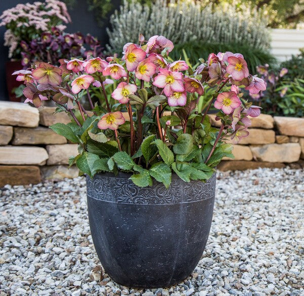 Image of Helleborus x iburgensis 'Cheryl's Shine' PP 28,009||Pacific Plug & Liner