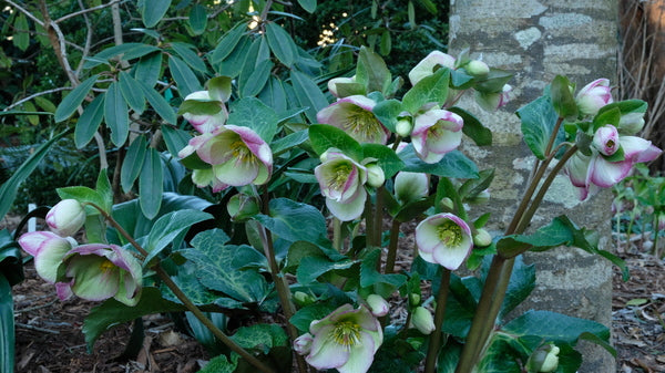 Image of Helleborus x iburgensis 'Glenda's Gloss' PP 28,008|Juniper Level Botanic Gdn, NC|JLBG