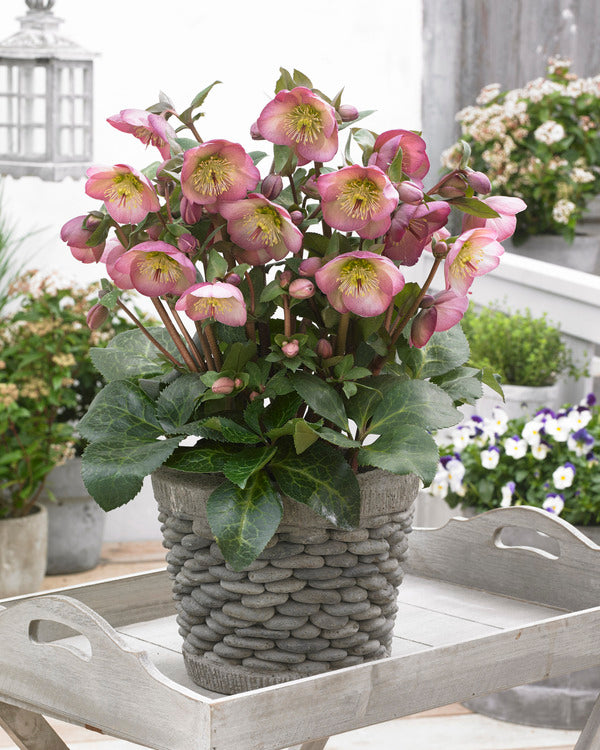Image of Helleborus x iburgensis 'Sally's Shell' PP 28,038||Pacific Plug & Liner