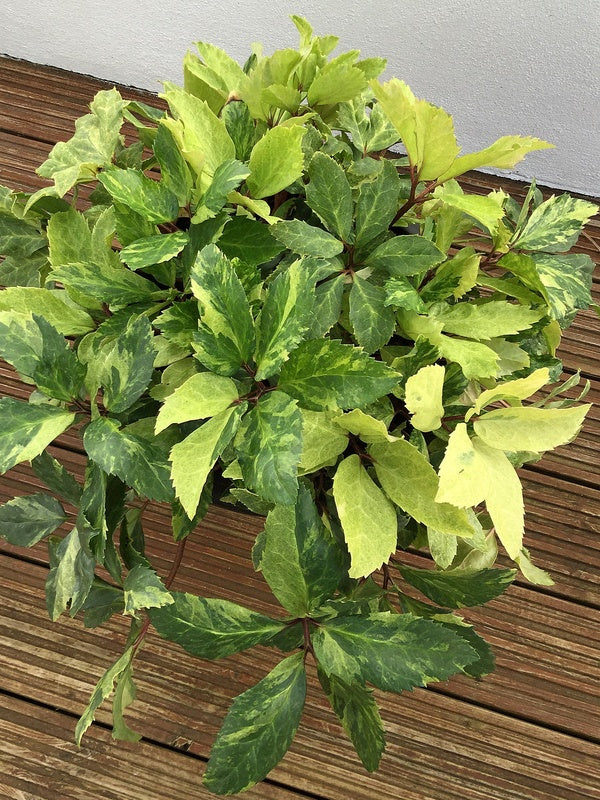 Image of Helleborus niger 'Cliffwood'||A. Lashford