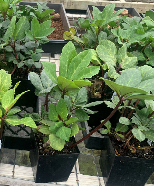 Image of Helleborus niger 'Cliffwood'|Juniper Level Botanic Gdn, NC|C. Hardison