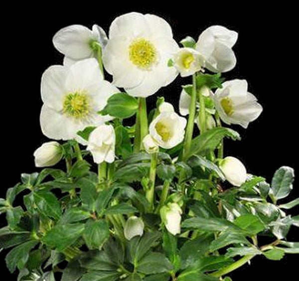 Image of Helleborus niger 'HGC Josef Lemper' PP 15,615|Blumen Gdn, Germany|H. Blumen