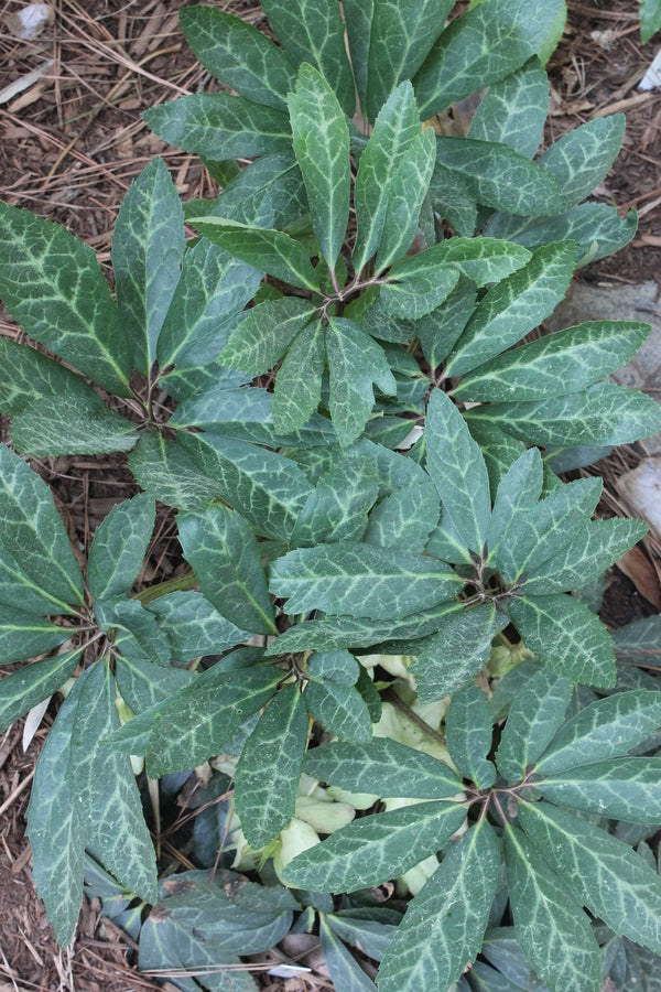 Image of Helleborus niger ssp. macranthus 'Sunny Border'taken at Juniper Level Botanic Gdn, NC by JLBG