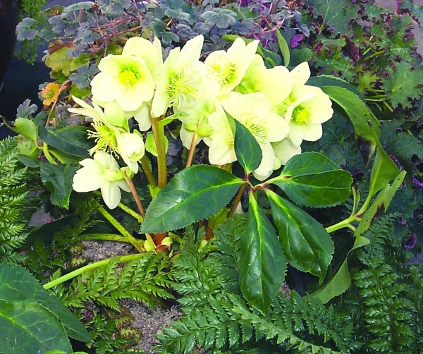 Image of Helleborus x nigercors 'Honeyhill Joy'|Terra Nova Nurseries, OR|Terra Nova Nurseries