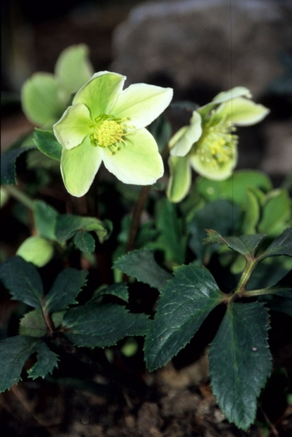 Image of Helleborus x nigercors 'Honeyhill Joy'|Juniper Level Botanic Gdn, NC|JLBG
