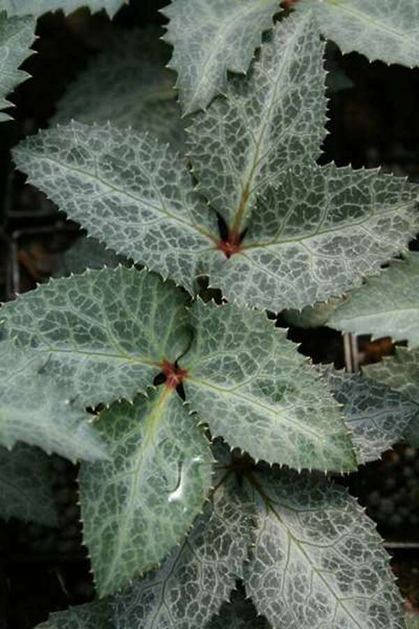 Image of Helleborus x sternii 'Hot Flashes'||