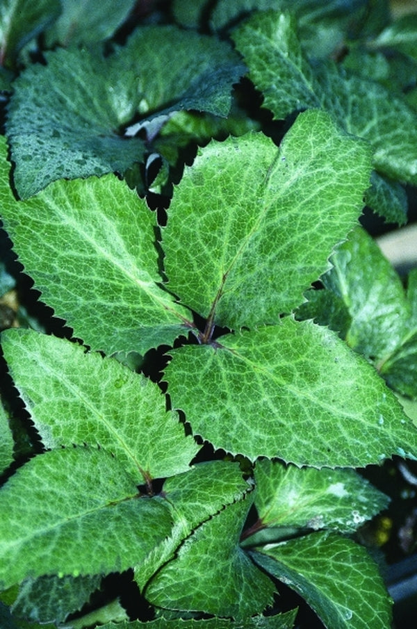 Image of Helleborus x sternii 'Rachel'|Juniper Level Botanic Gdn, NC|JLBG