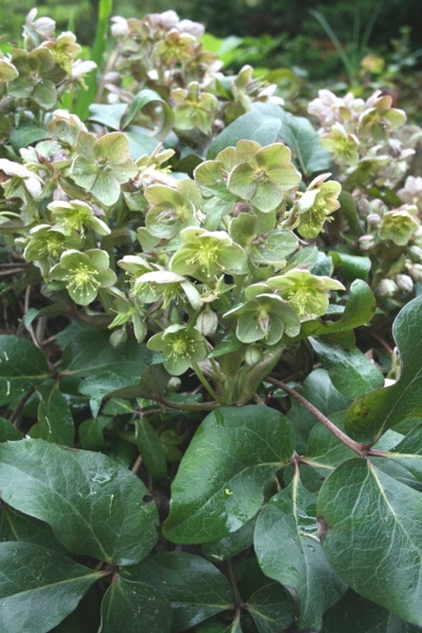 Image of Helleborus x sternii 'Rachel'|Juniper Level Botanic Gdn, NC|JLBG