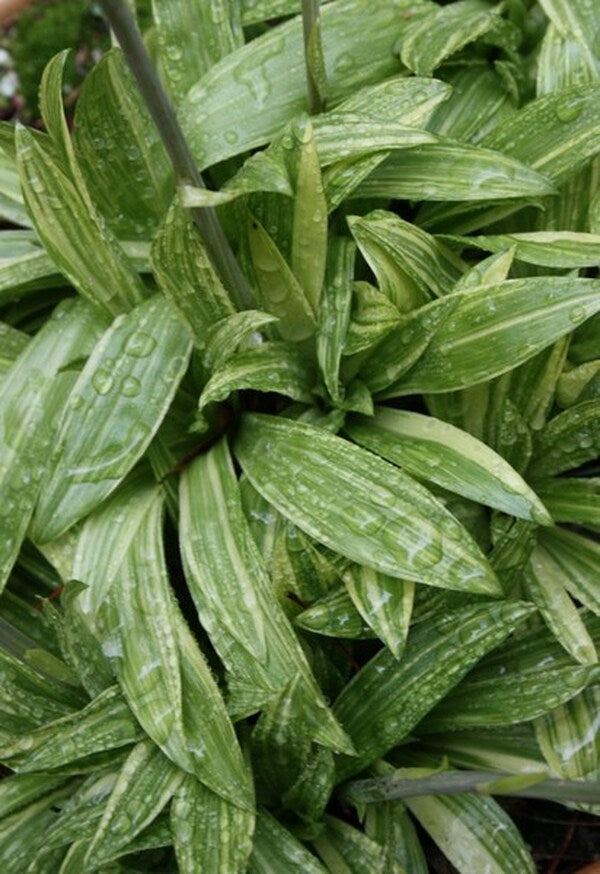 Image of Heloniopsis orientalis 'Flash Dance'|O. Johnson Gdn, GA|