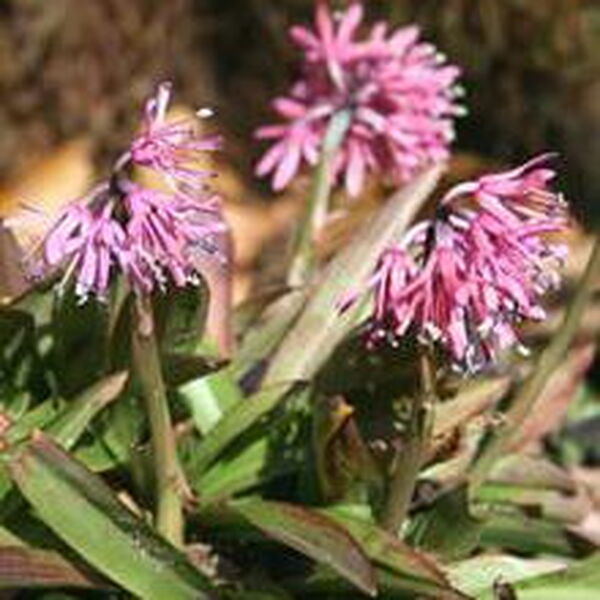 Image of Heloniopsis orientalis 'Purple Sprite'|Juniper Level Botanic Gdn, NC|JLBG