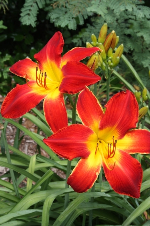 Image of Hemerocallis 'All American Chief'||
