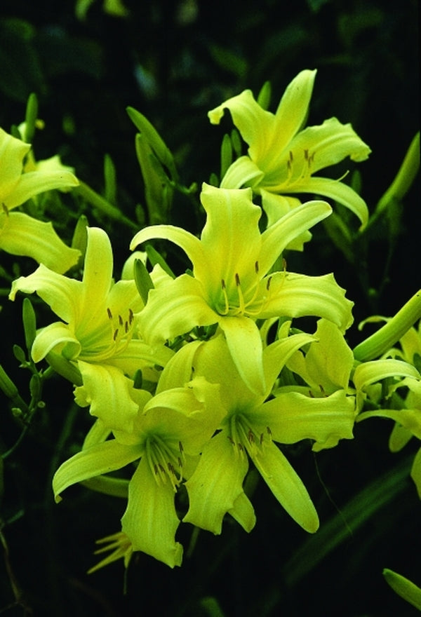 Image of Hemerocallis 'Cobblewood Yellow Peaks'|Juniper Level Botanic Gdn, NC|JLBG