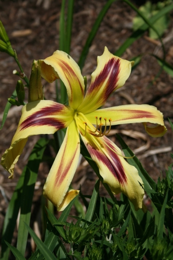 Image of Hemerocallis 'Free Wheelin'|Juniper Level Botanic Gdn, NC|JLBG