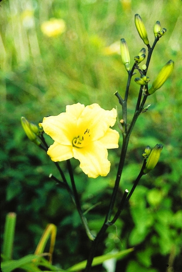Image of Hemerocallis 'Golden Sprouts'|Juniper Level Botanic Gdn, NC|JLBG