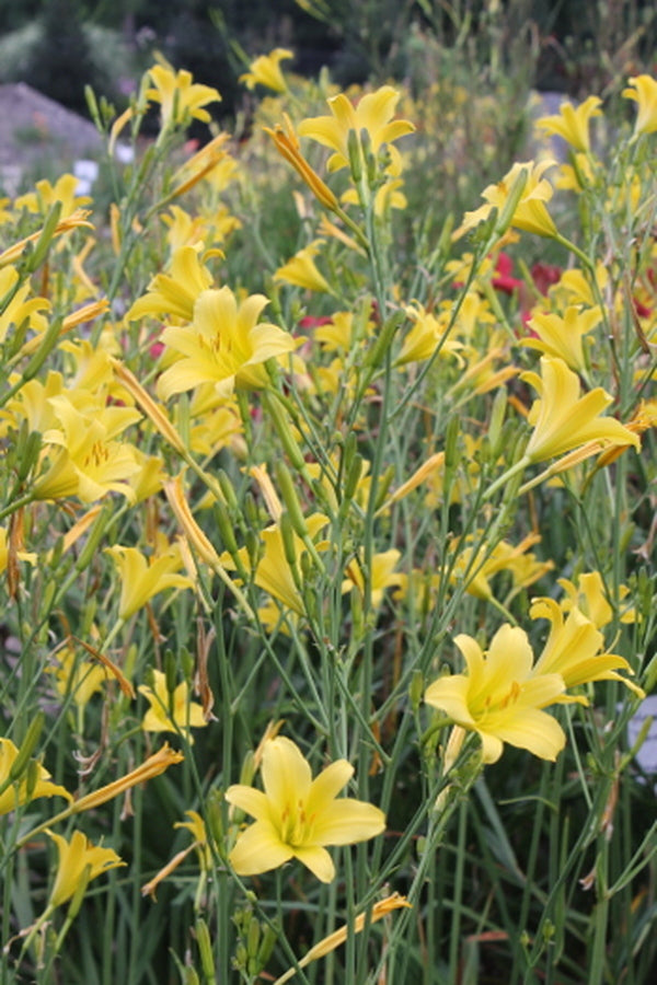Image of Hemerocallis 'Steeple Jackie'|Juniper Level Botanic Gdn, NC|JLBG