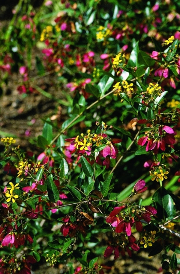 Image of Heteropterys glabra|Juniper Level Botanic Gdn, NC|JLBG