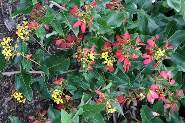Image of Heteropterys glabra||