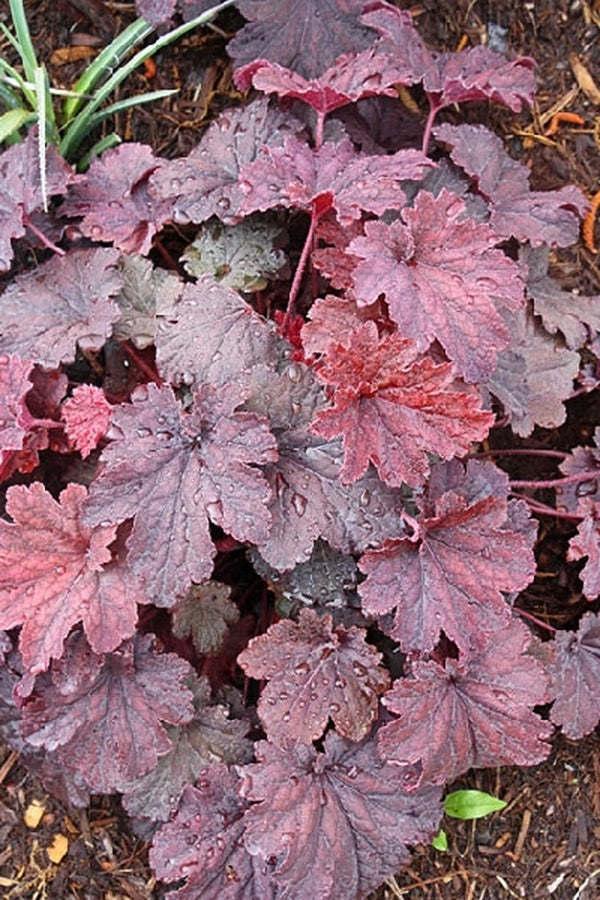 Image of Heuchera 'Cajun Fire' PP 24,150|Juniper Level Botanic Gdn, NC|JLBG