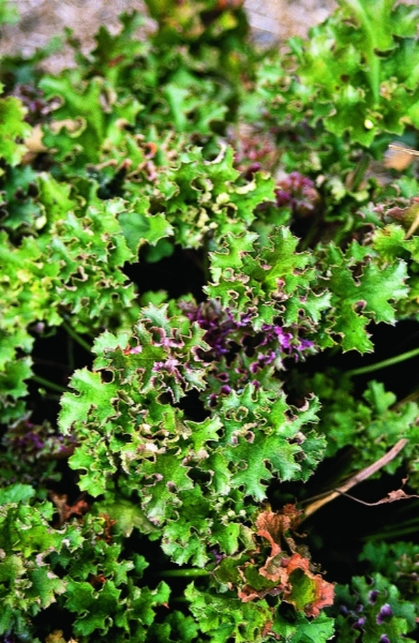 Image of Heuchera 'Crimson Curls' PP 13,729|UGA Gdns, GA|