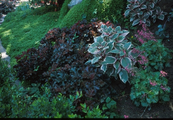 Image of Heuchera 'Crimson Curls' PP 13,729|Planthaven, CA|PlantHaven