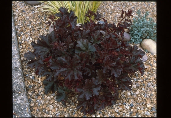 Image of Heuchera 'Crimson Curls' PP 13,729|Planthaven, CA|PlantHaven