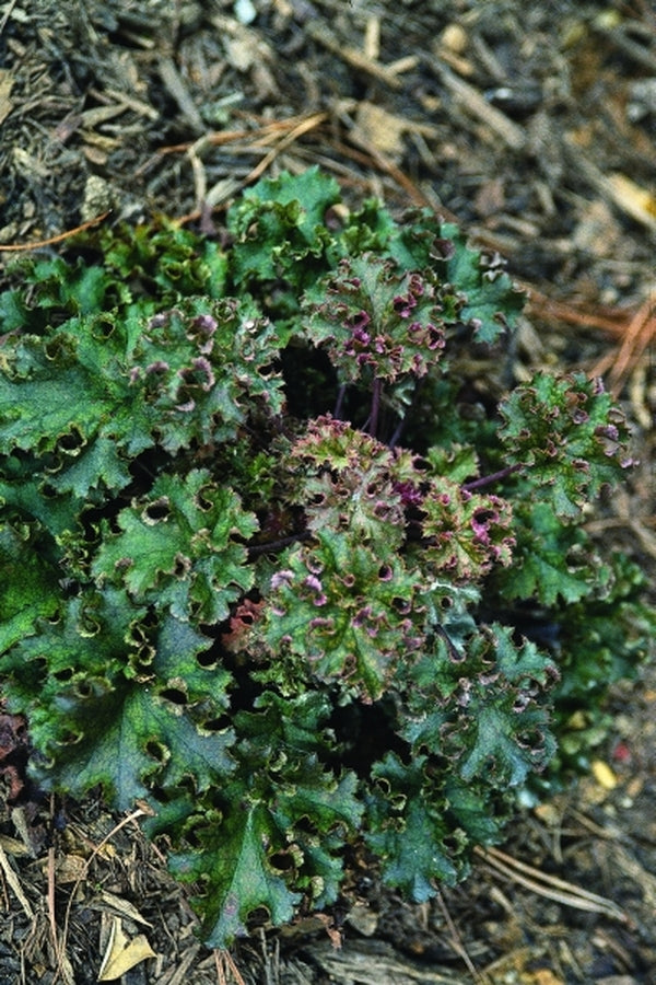 Image of Heuchera 'Crimson Curls' PP 13,729|Juniper Level Botanic Gdn, NC|JLBG