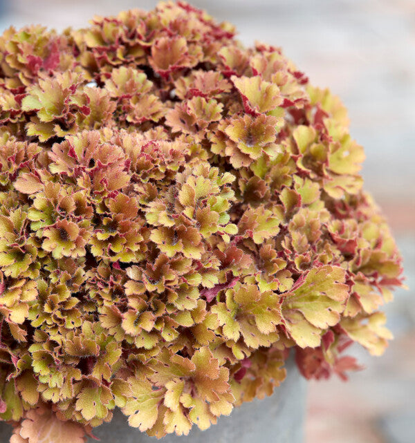 Image of Heuchera 'Frilly' PPAFtaken at Genesis Plant Marketing, UK by Genesis Plant Marketing