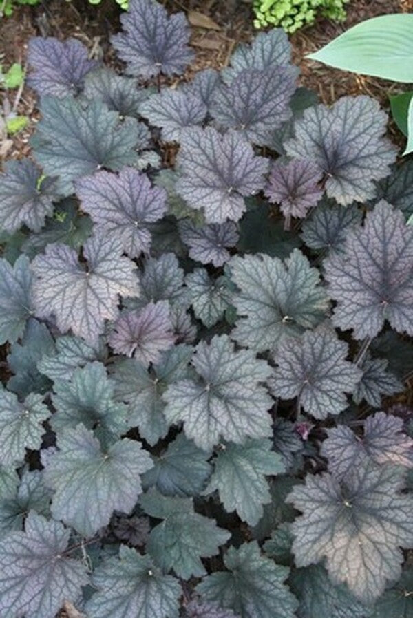 Image of Heuchera 'Frosted Violet' PP 15,085|Juniper Level Botanic Gdn, NC|JLBG
