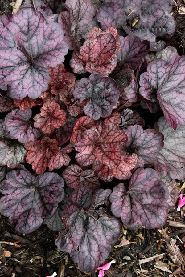 Image of Heuchera 'Grape Expectations' PP 26,894||