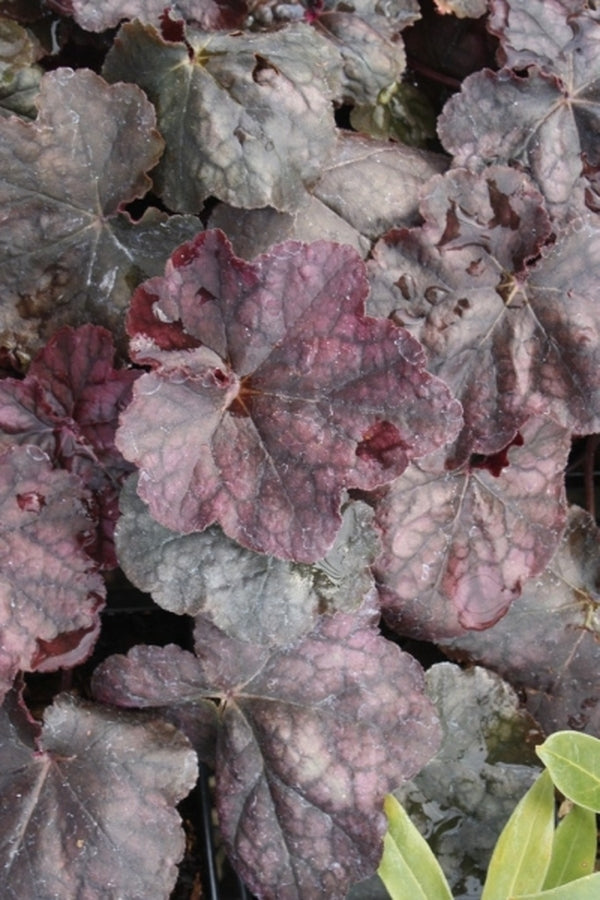 Image of Heuchera 'Magnum' PPAF|Juniper Level Botanic Gdn, NC|JLBG
