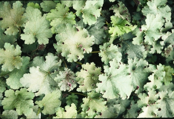 Image of Heuchera 'Purple Petticoats' EU 5885|Juniper Level Botanic Gdn, NC|JLBG