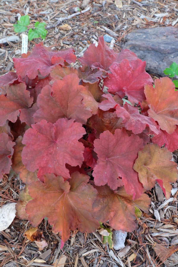 Image of Heuchera 'Rio' PP 24,273|Juniper Level Botanic Gdn, NC|JLBG